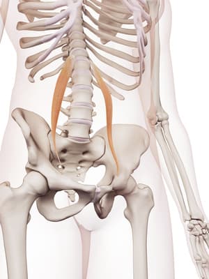 Deep abdominal muscle Psoas