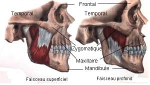 Masseter muscle attached to the jaw joint