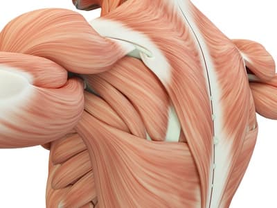 Posterior shoulder muscles