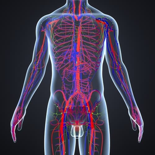 Lymphatic system of the body